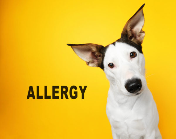 Pet Allergies – What are They and What Can Be Done to Help? | Black & Kletz